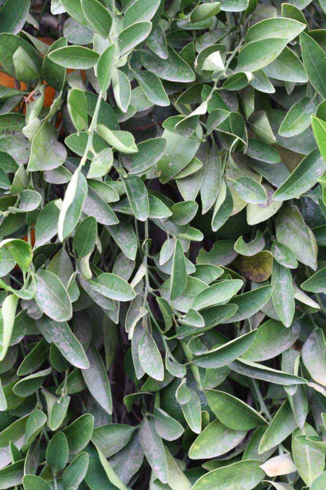              Sun leaves (Riverside, CA)       